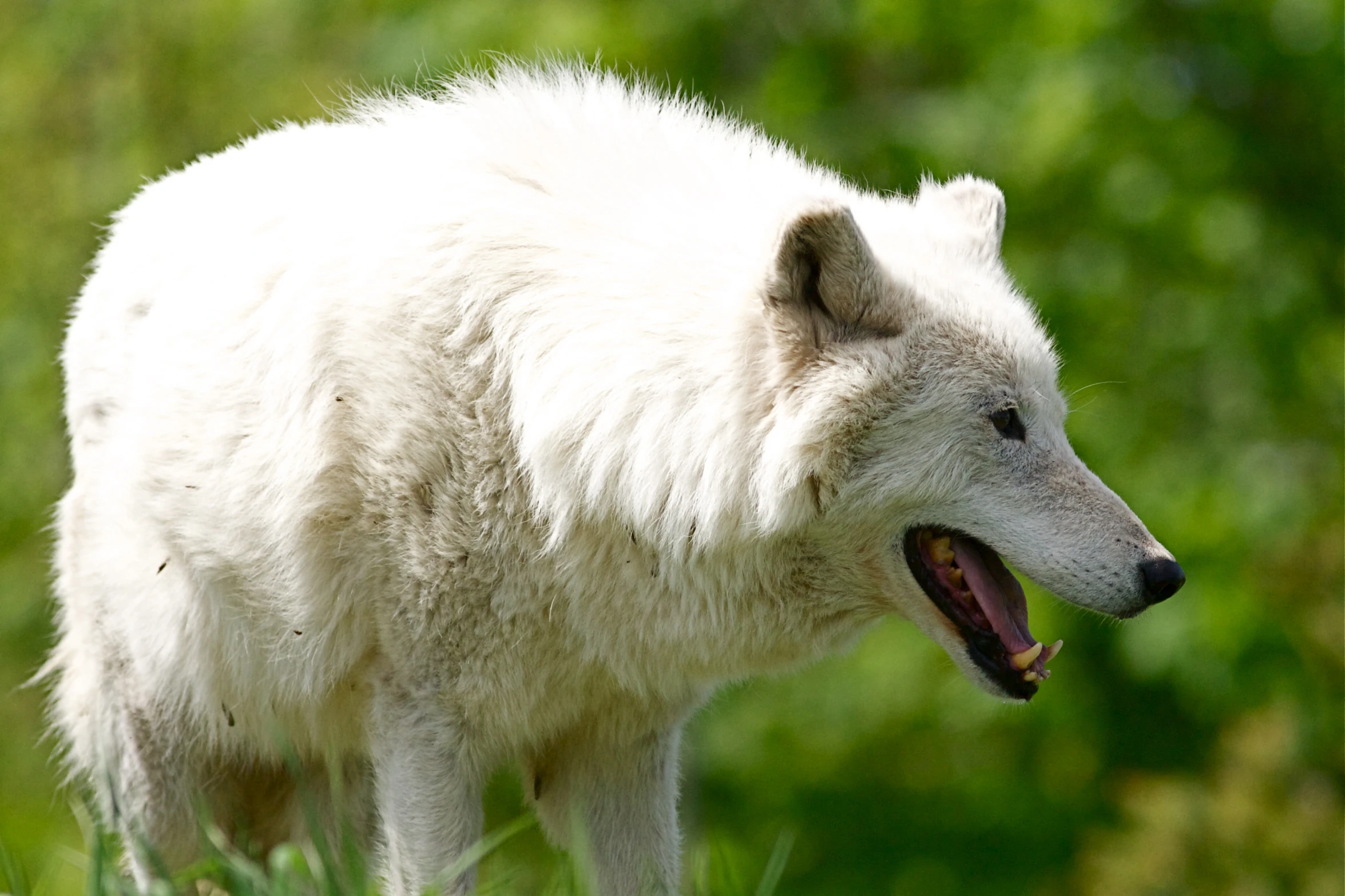 a large white animal standing in a field