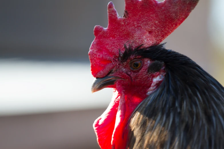 there is a black and red rooster standing