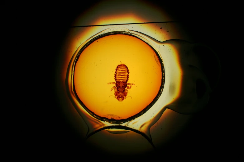 a small insect sitting in a light