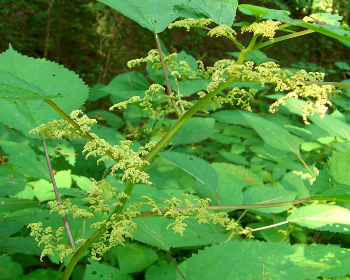 close up of the stem of an unripe plant with white flowers