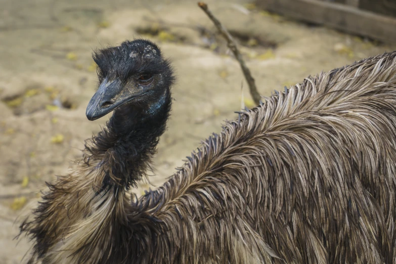 an ostrich is shown with feathers on its back