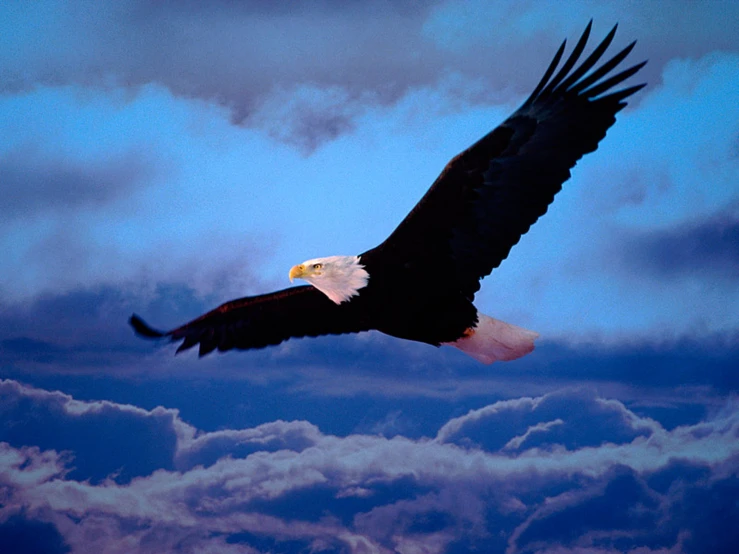 eagle soaring through the air with clouds below