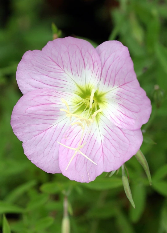 a purple flower with yellow center in a garden