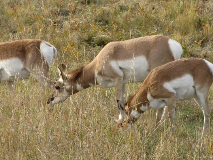 two antelope graze in a grass field