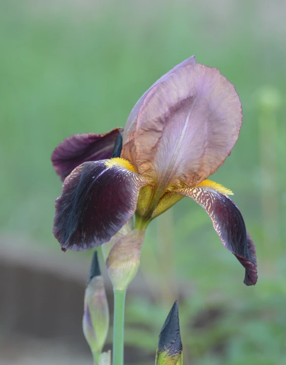 this flower has been opened and looks like it is purple