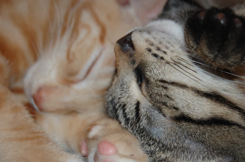 a tabby cat sleeping with his paw on its back