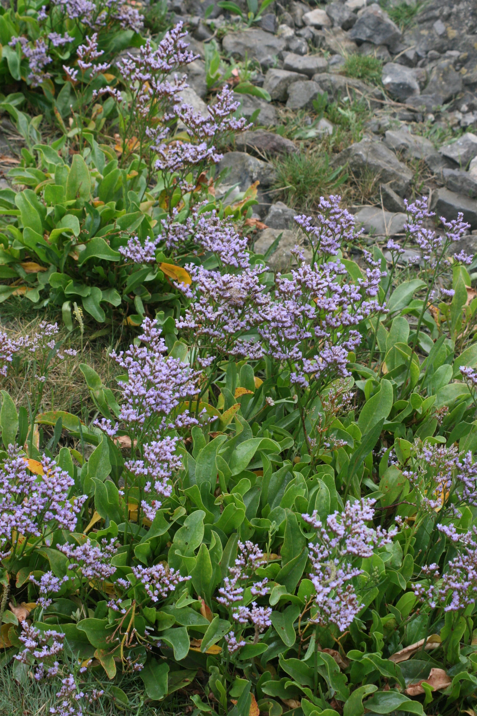 flowers near some rocks in the grass