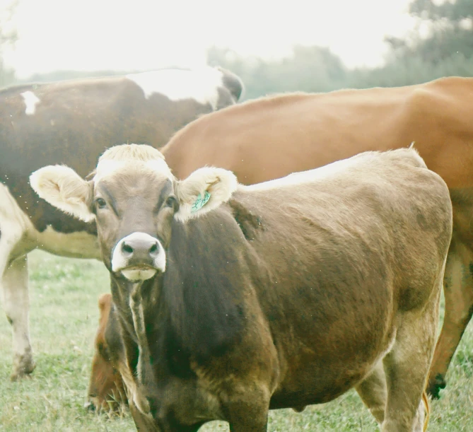 three cows standing and grazing in a field