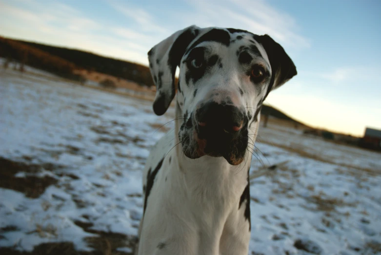 a dalmatian dog looking at the camera in a snowy field