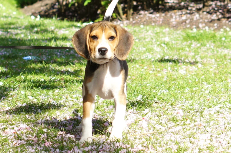 the puppy is standing in the grass and looking at the camera