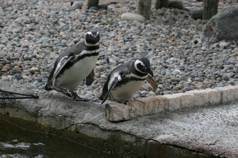 two birds on a stone surface with water and gravel