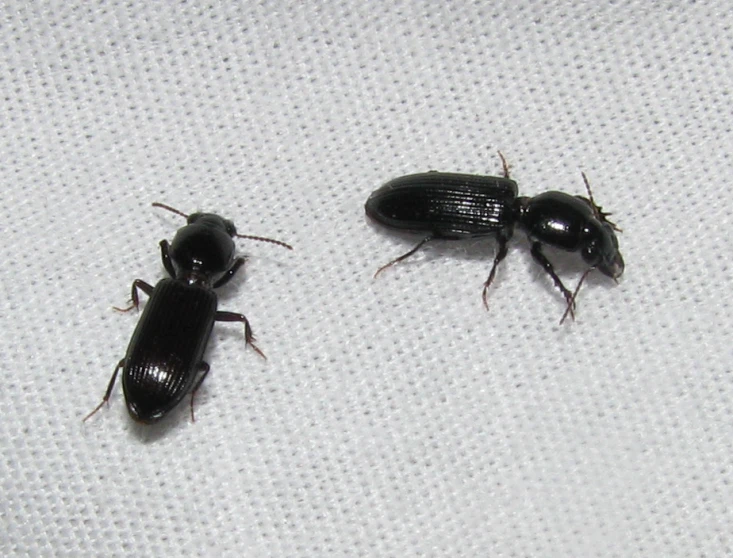 two bugs lay on a sheet to be cleaned