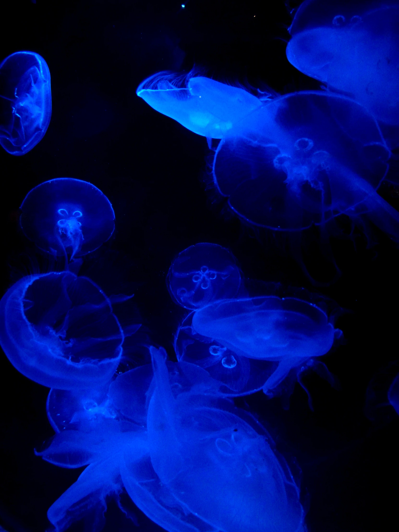 blue jellyfish are glowing in the dark water