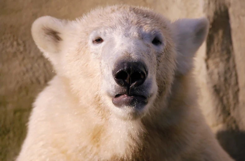 polar bear with nose open and nose showing