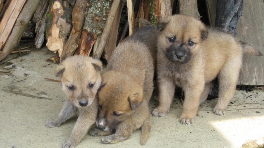 three small puppies are standing outside next to some logs