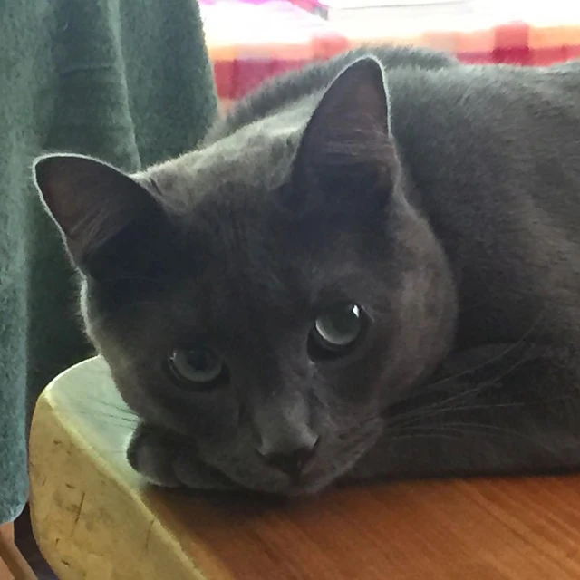 a cat lying down on a wooden table