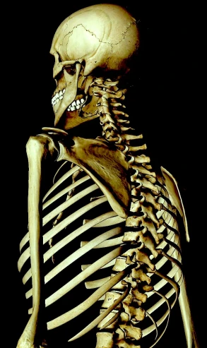 a skeleton sitting in a pose with its hand on it's back