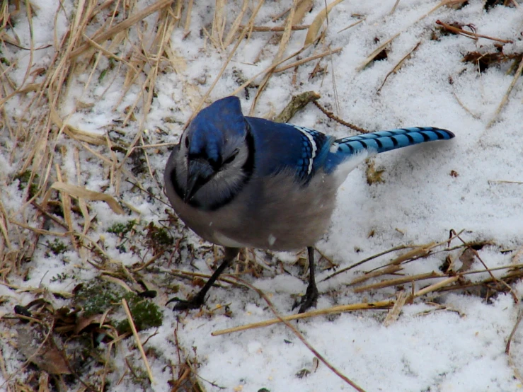 a blue jay sits on some snow in the winter