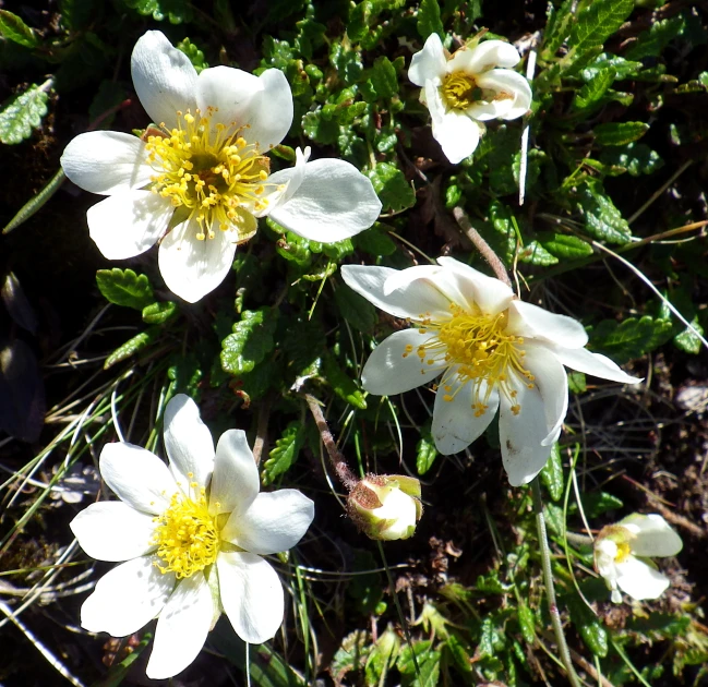 a close up of a cluster of white flowers