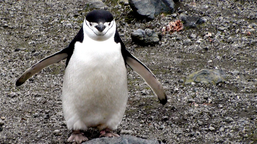 a small penguin walking around on rocks