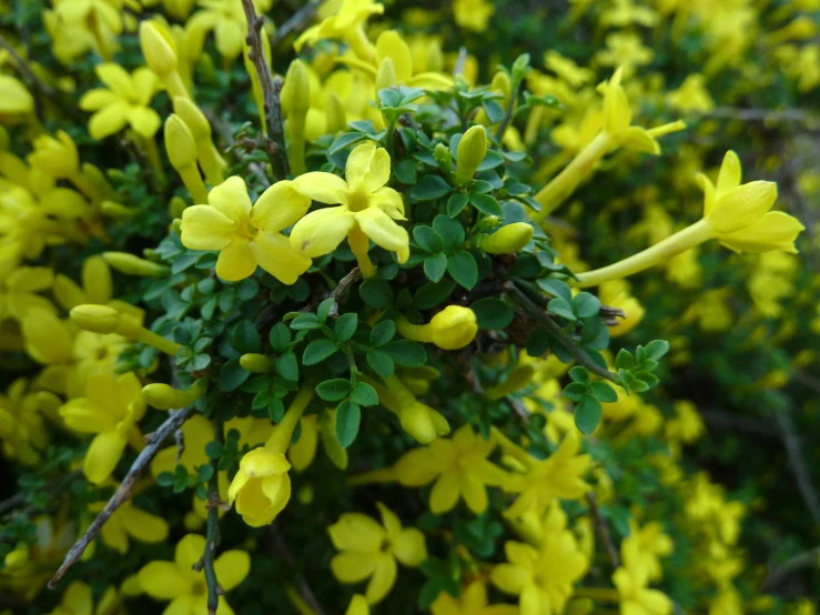 yellow flowers with green leaves on the top