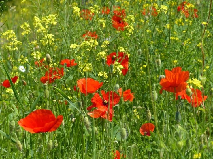 red flowers growing in a grass covered field