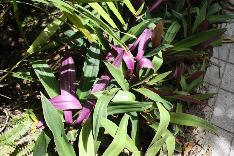 a plant is shown with purple flowers growing out of it