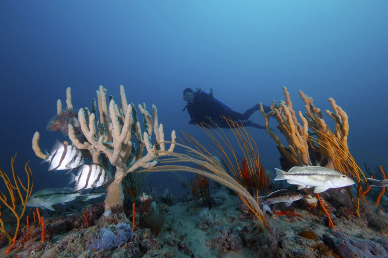 a scuba diver is swimming over seaweed and fish