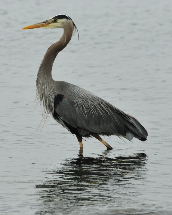 a large bird standing in the water looking down