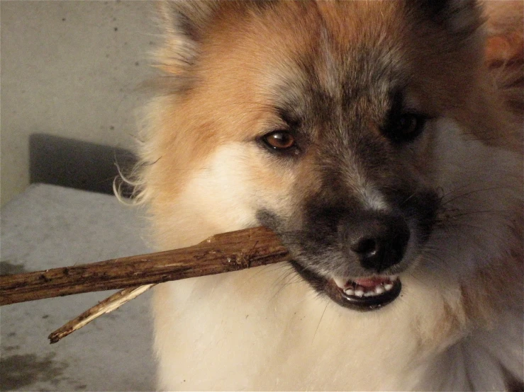 a small dog chewing on a stick with an odd look