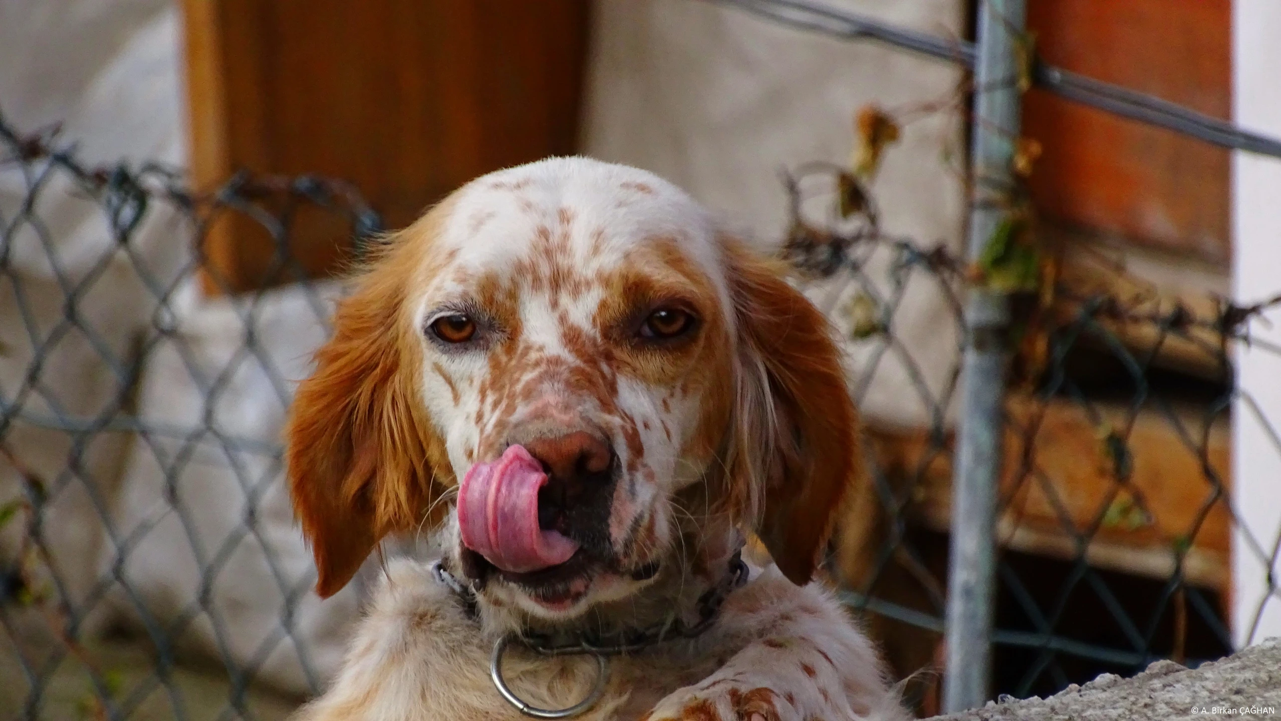 there is a brown dog with his tongue hanging out