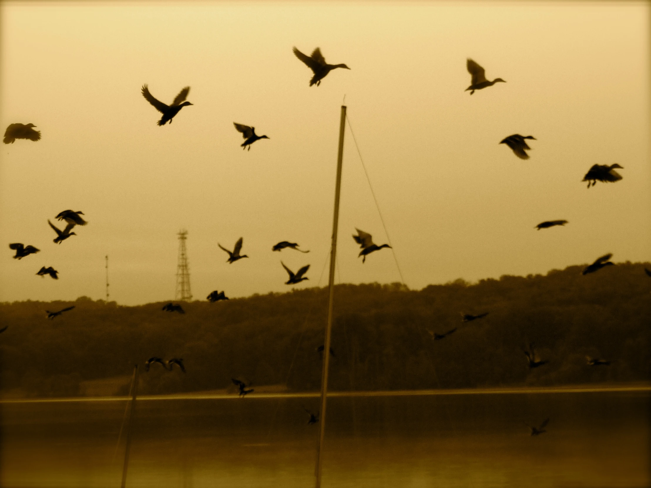 there is a flock of birds flying around a pole