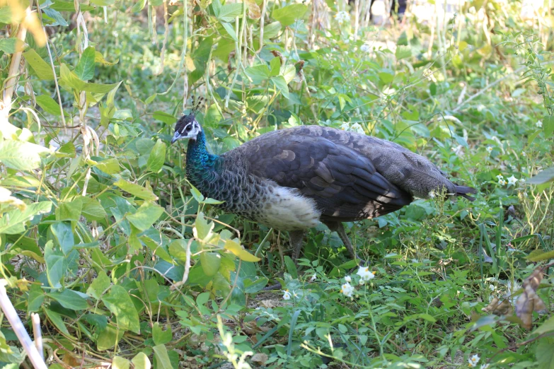 a peacock is walking around among the grass