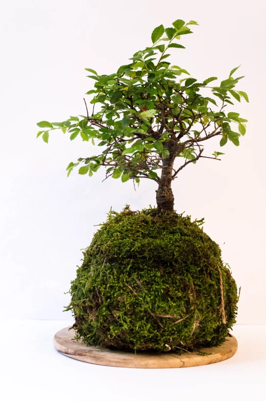 a small green tree is on top of a rock