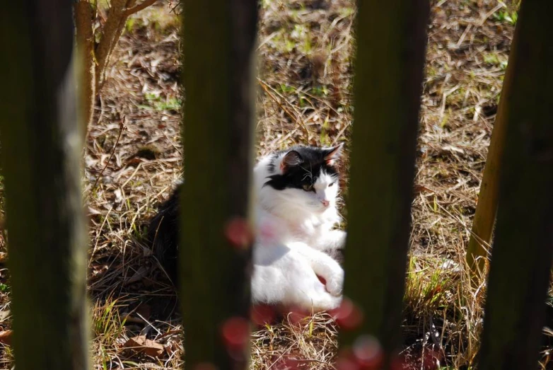 a cat looking around the camera through a hole