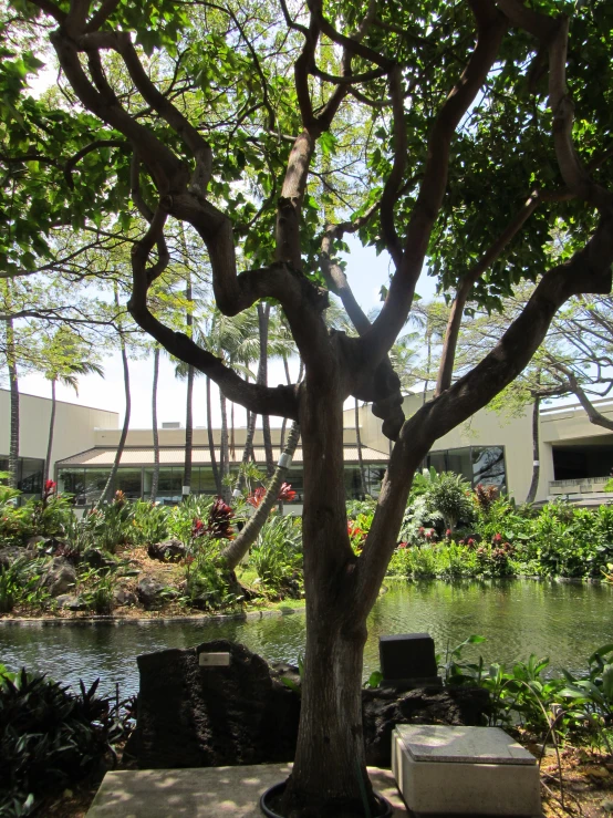 a chair is in front of a tree and bushes