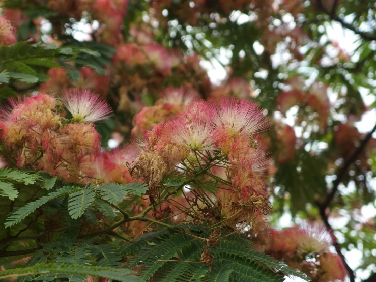 pink flowers grow in the middle of green leaves