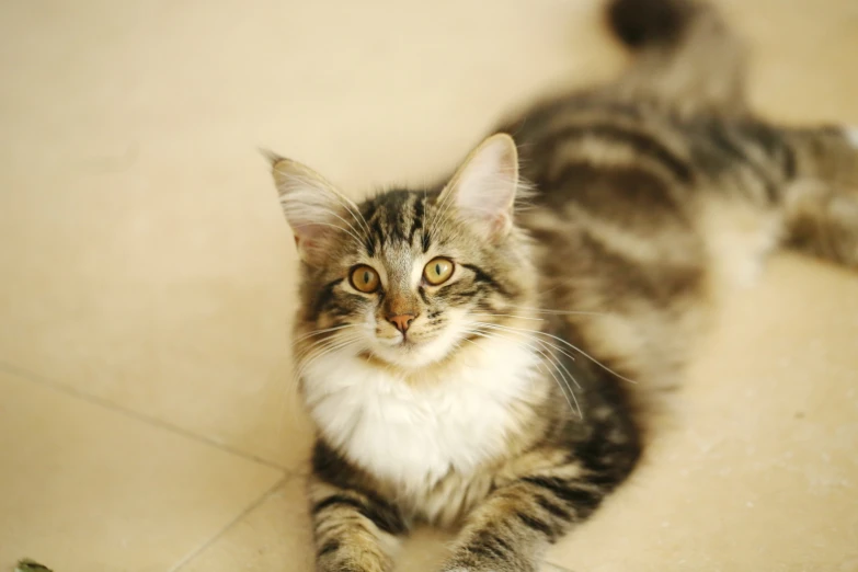 a small cat sitting on the ground and looking at the camera