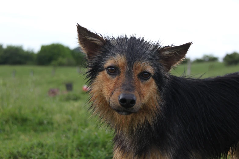 a small brown dog standing in a field