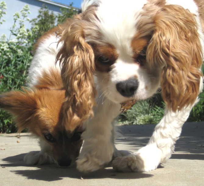 two brown and white dogs smelling each other