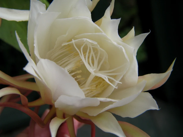 close up view of a white rose with long stems