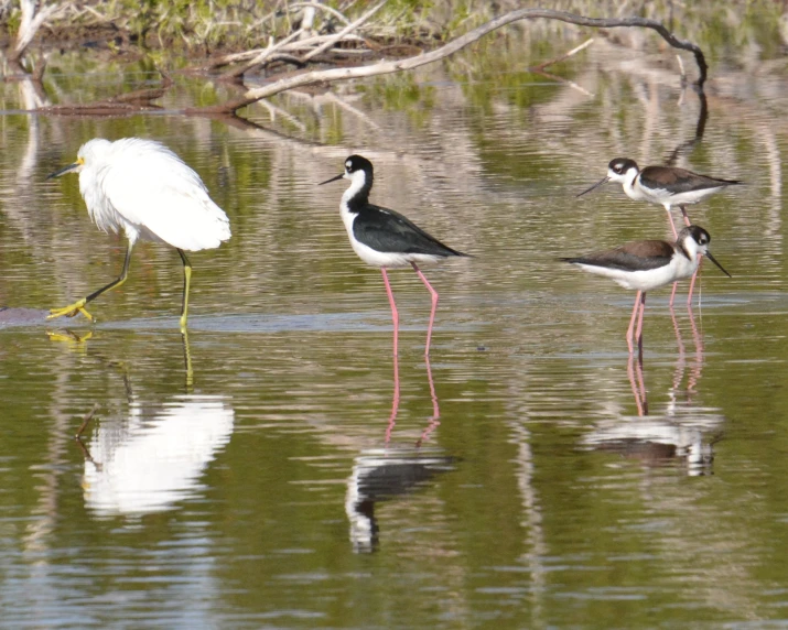 several birds standing in the water of the river