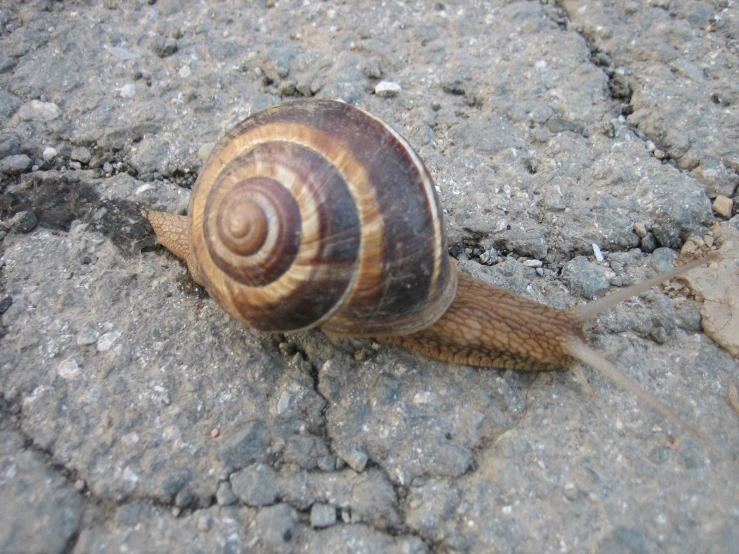 there is a snail crawling on the ground