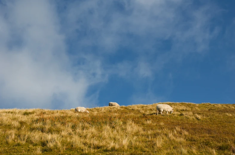 sheep grazing on grass near hill with cloudy sky