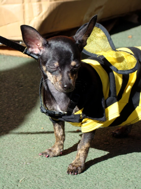 a small dog wearing a life jacket walking