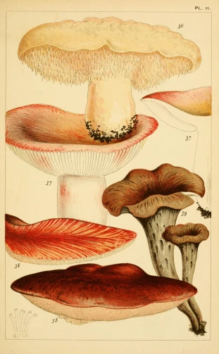 an image of a group of different mushrooms