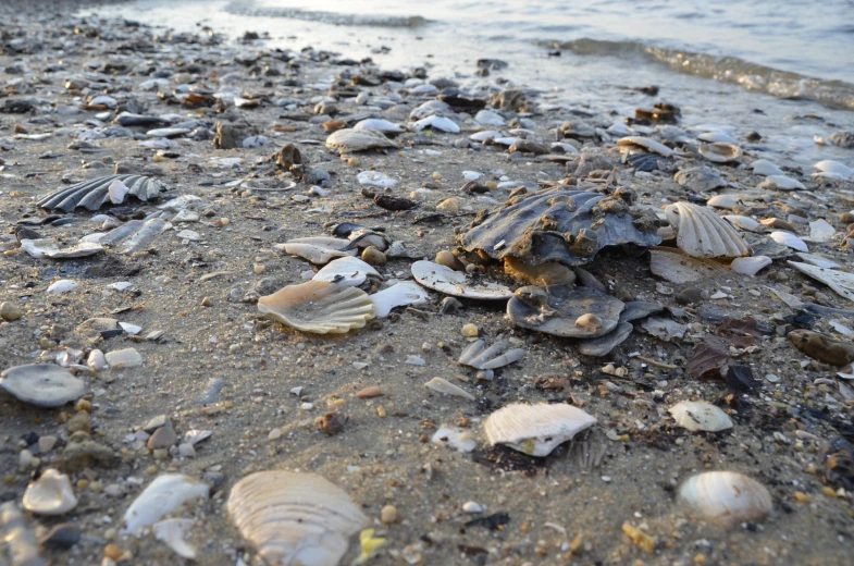 shells and other sea debris on the beach