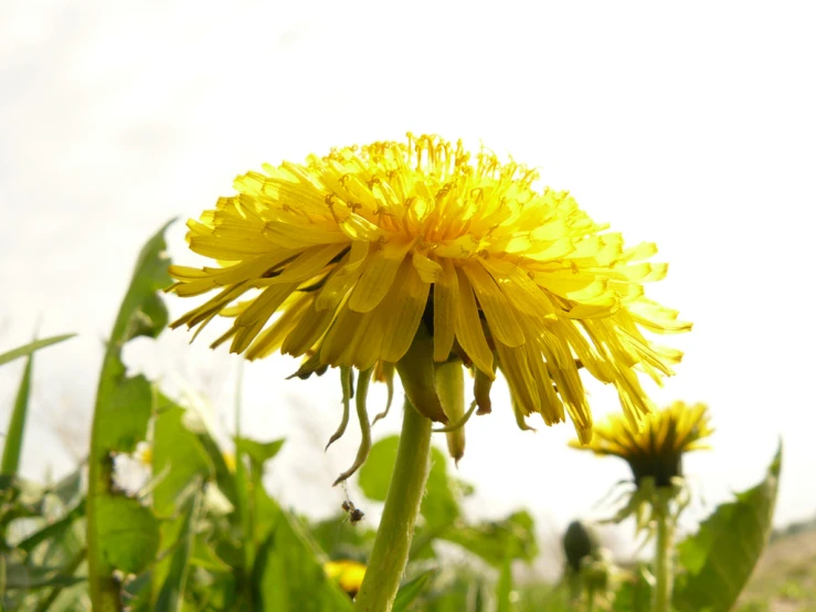 yellow dandelions on a sunny day are pictured