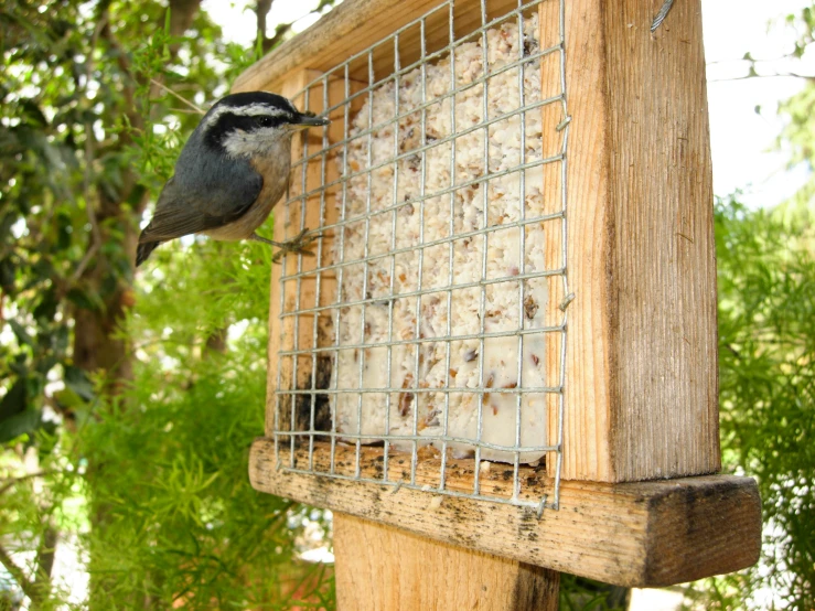 a small bird on a wooden post inside a cage