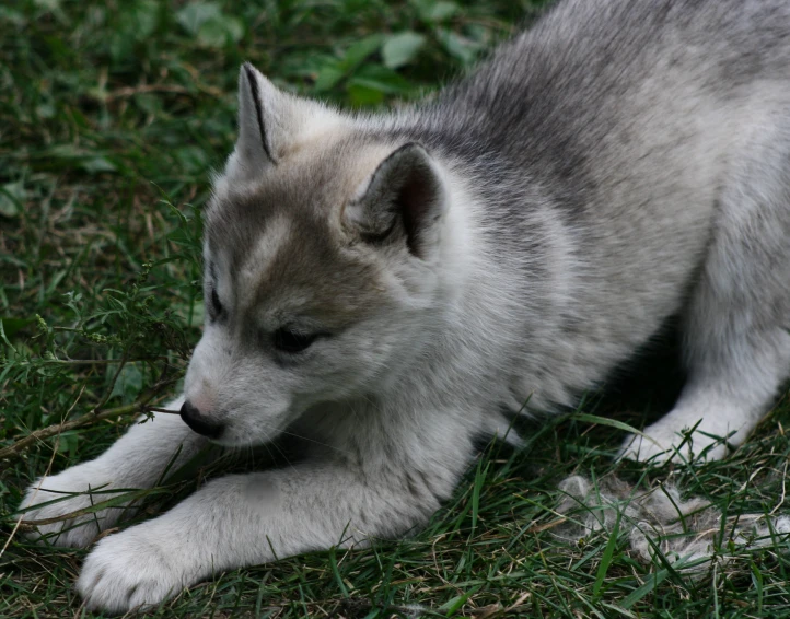 an adorable gray and white puppy chewing on grass